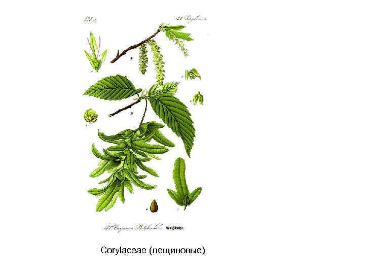 Corylaceae (лещиновые) 