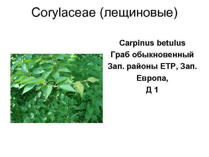 Corylaceae (лещиновые)    Carpinus betulus   Граб обыкновенный  Зап. районы