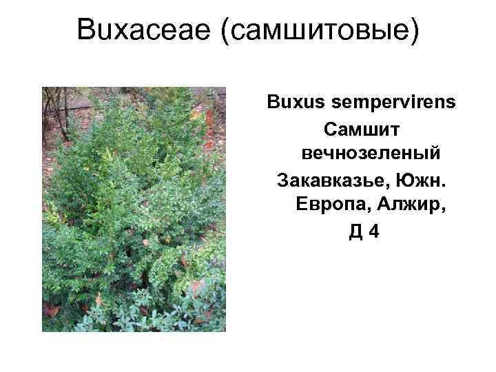 Buxaceae (самшитовые)   Buxus sempervirens   Самшит    вечнозеленый 