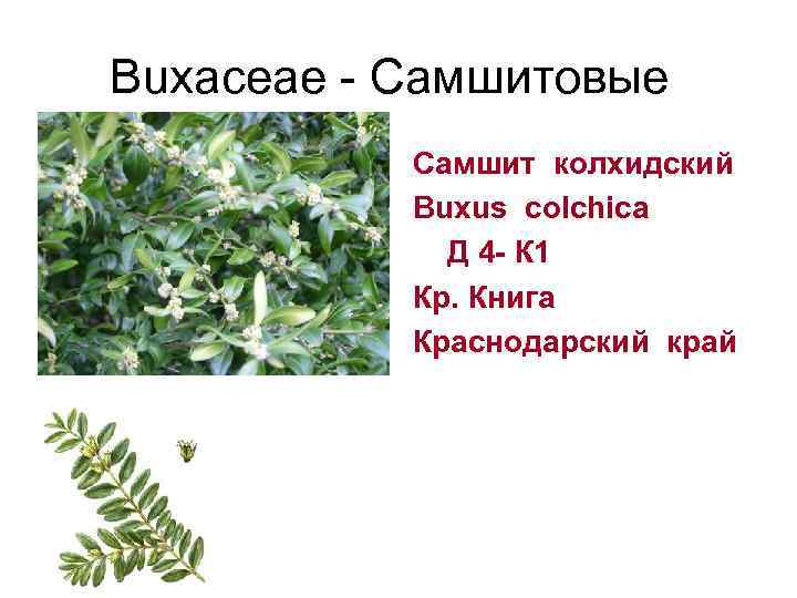 Buxaceae - Самшитовые  Самшит колхидский  Buxus colchica    Д 4
