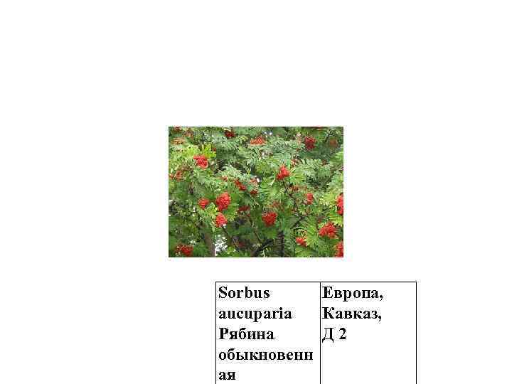 Sorbus Европа, aucuparia Кавказ, Рябина Д 2 обыкновенн ая 