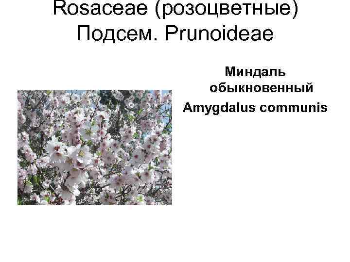 Rosaceae (розоцветные)  Подсем. Prunoideae   Миндаль   обыкновенный  Amygdalus communis