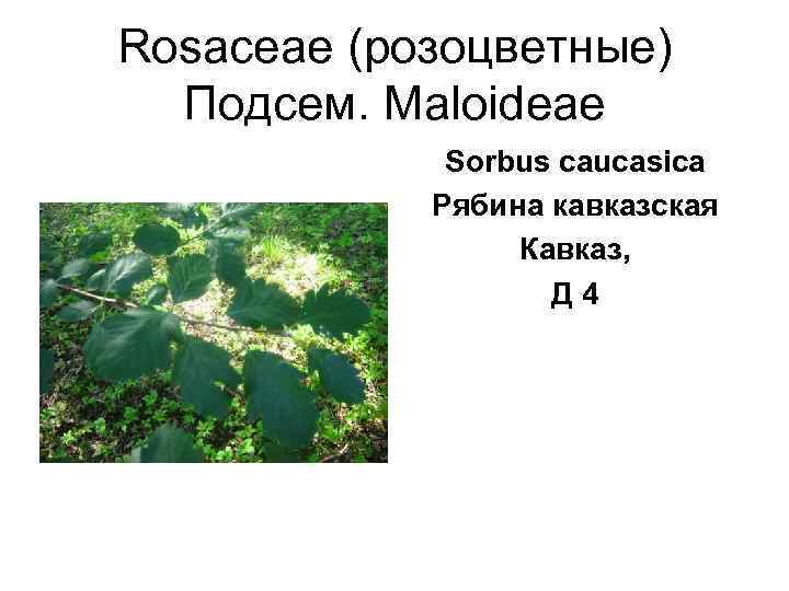 Rosaceae (розоцветные)  Подсем. Maloideae   Sorbus caucasica   Рябина кавказская 