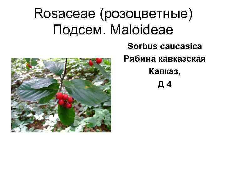 Rosaceae (розоцветные)  Подсем. Maloideae   Sorbus caucasica   Рябина кавказская 