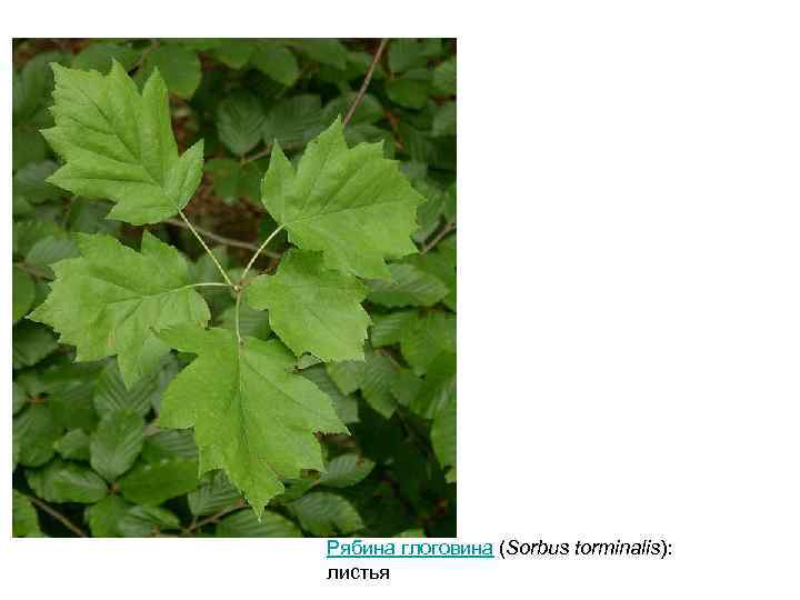 Рябина глоговина (Sorbus torminalis):  листья 