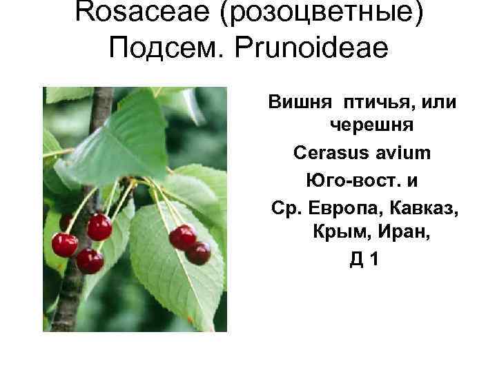 Rosaceae (розоцветные)  Подсем. Prunoideae   Вишня птичья, или    