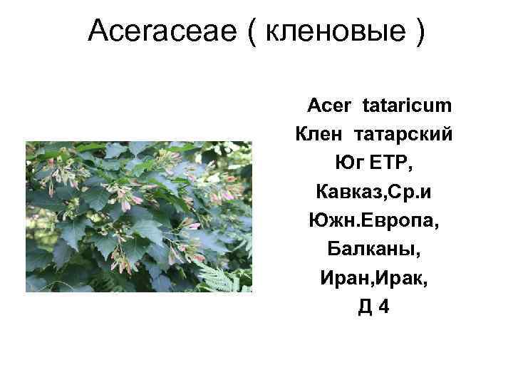 Aceraceae ( кленовые )   Acer tataricum   Клен татарский  
