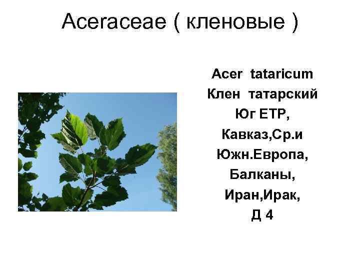 Aceraceae ( кленовые )    Acer tataricum   Клен татарский 