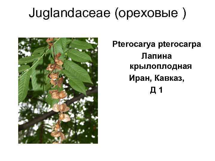 Juglandaceae (ореховые )   Pterocarya pterocarpa     Лапина  