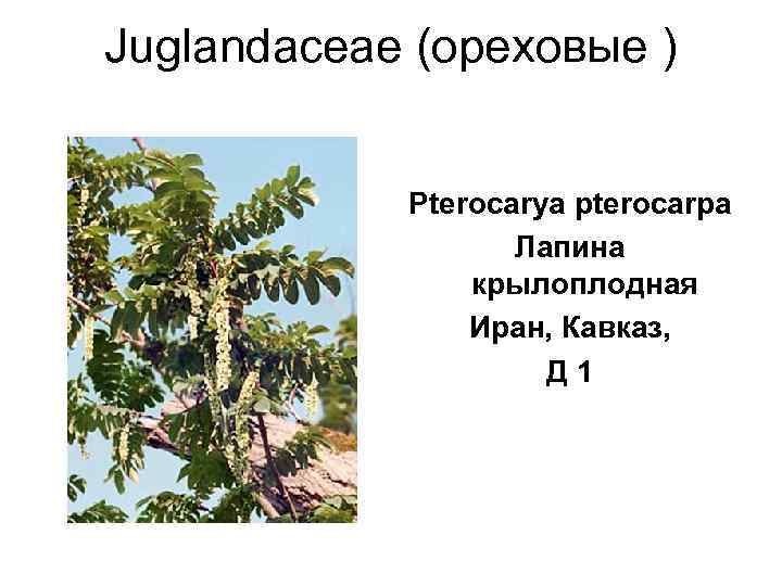 Juglandaceae (ореховые )    Pterocarya pterocarpa     Лапина 