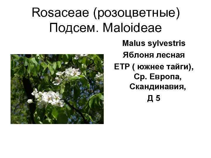 Rosaceae (розоцветные)  Подсем. Maloideae    Malus sylvestris    Яблоня