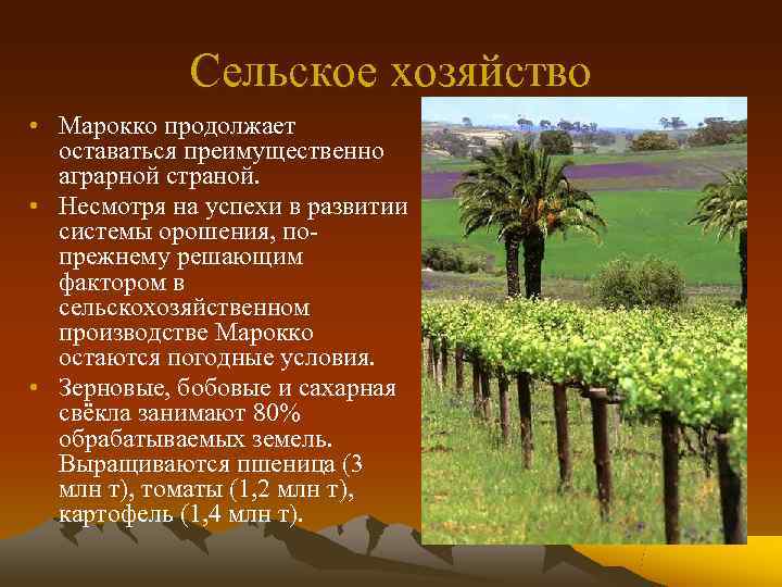    Сельское хозяйство • Марокко продолжает  оставаться преимущественно  аграрной страной.