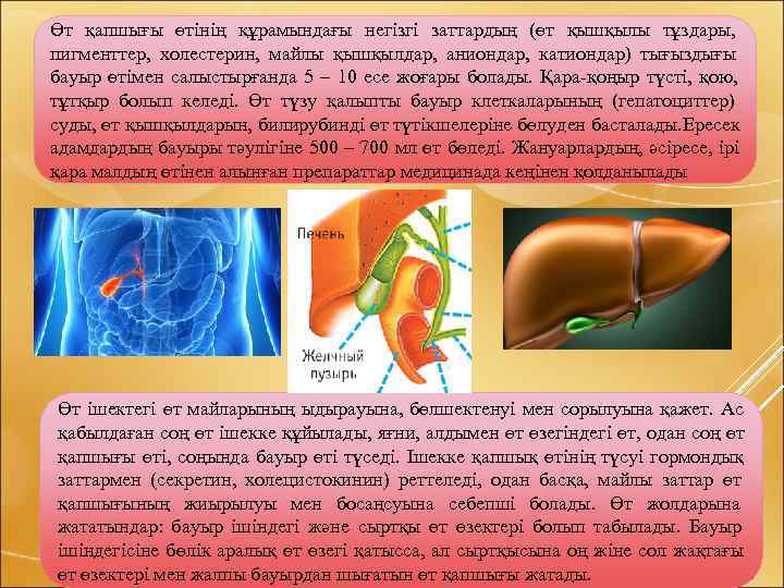 Өт қапшығы өтінің құрамындағы негізгі заттардың (өт қышқылы тұздары,  пигменттер,  холестерин, 