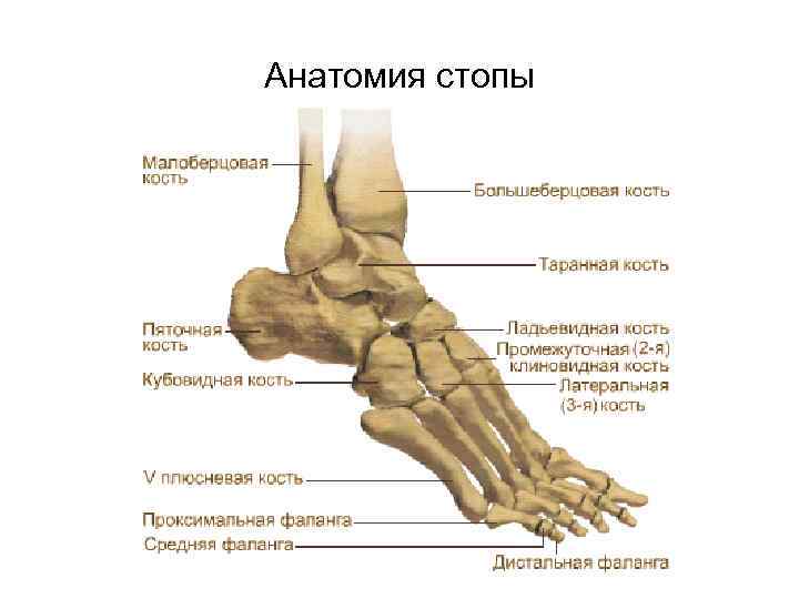 Анатомия стопы 