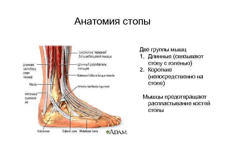 Анатомия стопы   Две группы мышц  1. Длинные (связывают   