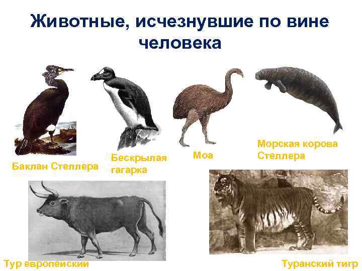   Животные, исчезнувшие по вине    человека    