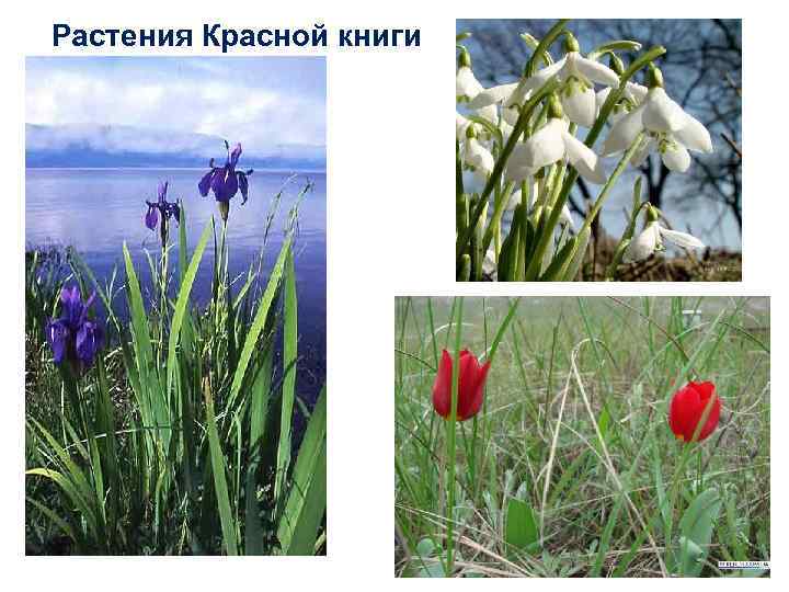 Растения Красной книги 