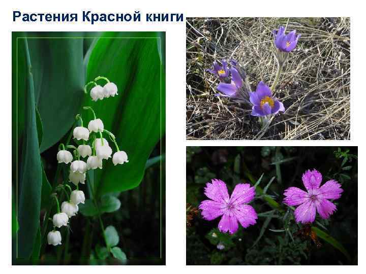 Растения Красной книги 