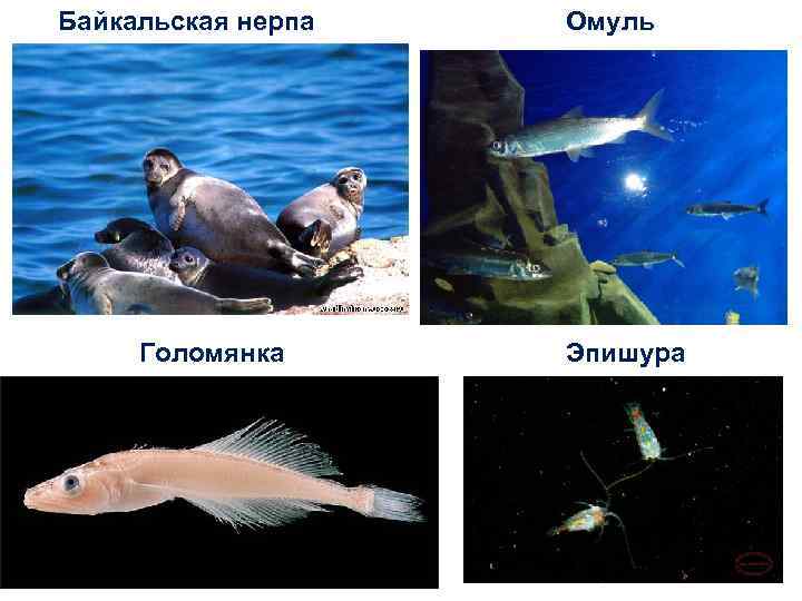 Байкальская нерпа  Омуль   Голомянка Эпишура 