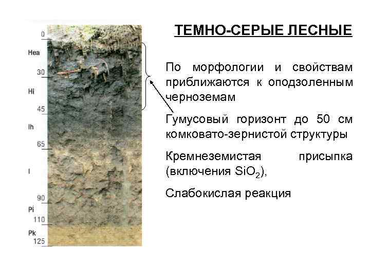  ТЕМНО-СЕРЫЕ ЛЕСНЫЕ По морфологии и свойствам приближаются к оподзоленным черноземам Гумусовый горизонт до