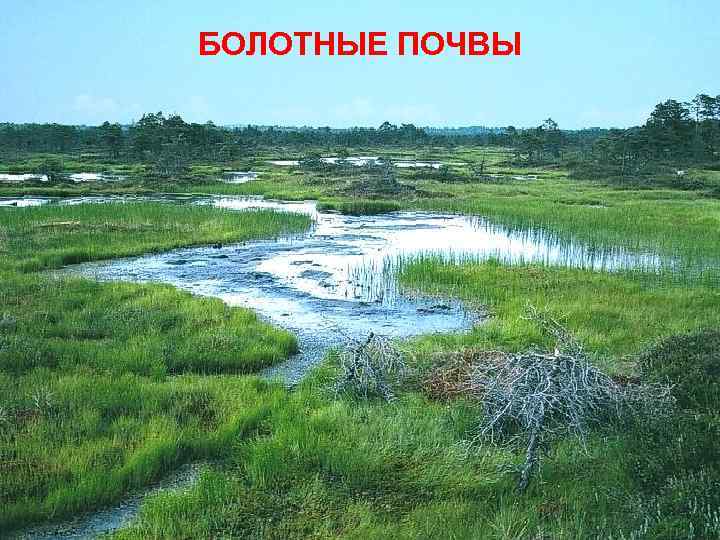 БОЛОТНЫЕ ПОЧВЫ 
