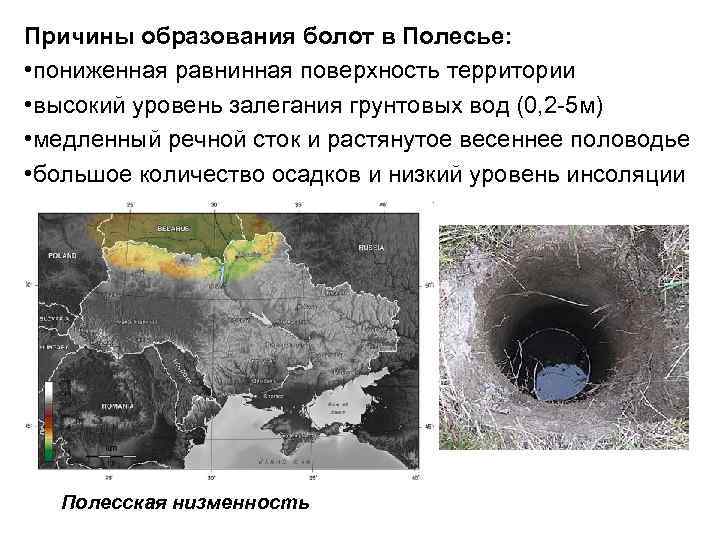 Причины образования болот в Полесье:  • пониженная равнинная поверхность территории • высокий уровень