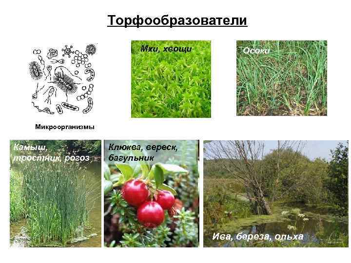      Торфообразователи      Мхи, хвощи 