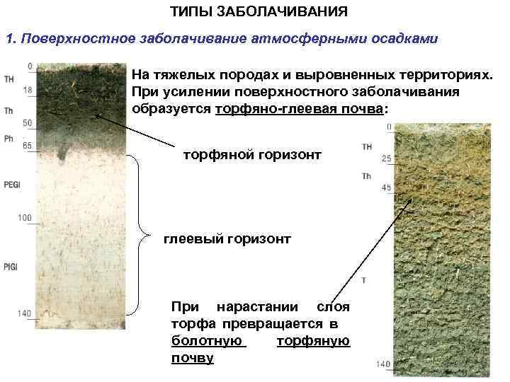     ТИПЫ ЗАБОЛАЧИВАНИЯ 1. Поверхностное заболачивание атмосферными осадками   На