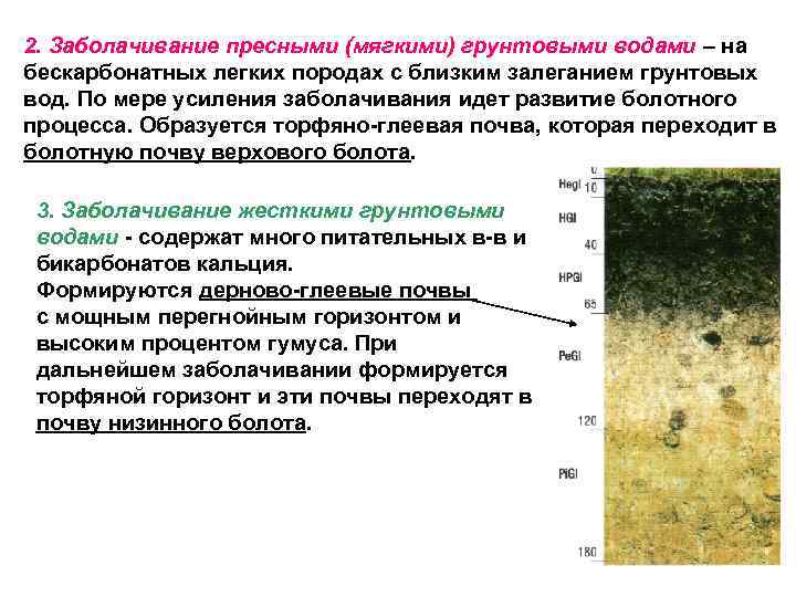 2. Заболачивание пресными (мягкими) грунтовыми водами – на бескарбонатных легких породах с близким залеганием