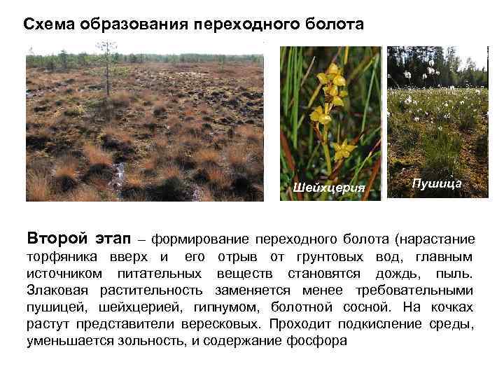 Схема образования переходного болота    Шейхцерия  Пушица  Второй этап –