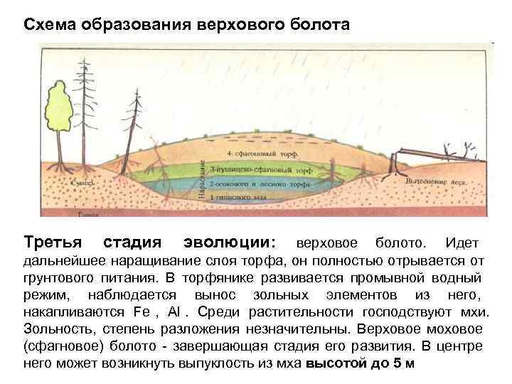 Схема образования верхового болота Третья  стадия эволюции:   верховое болото. Идет дальнейшее