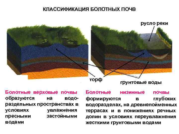 Болотный тип почвы