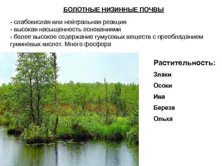     БОЛОТНЫЕ НИЗИННЫЕ ПОЧВЫ - слабокислая или нейтральная реакция - высокая