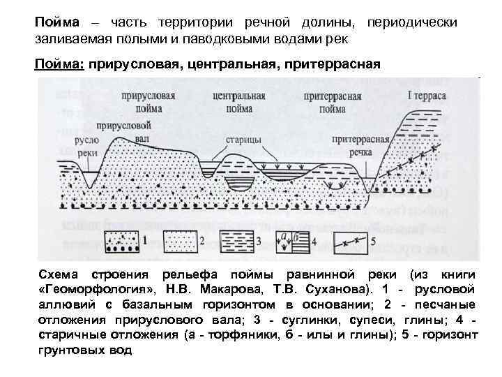 Пойма – часть территории речной долины, периодически заливаемая полыми и паводковыми водами рек Пойма: