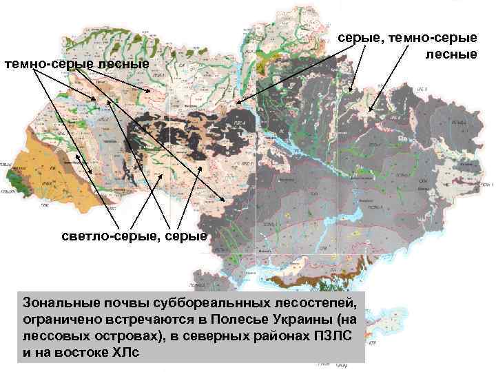     серые, темно-серые     лесные темно-серые лесные 