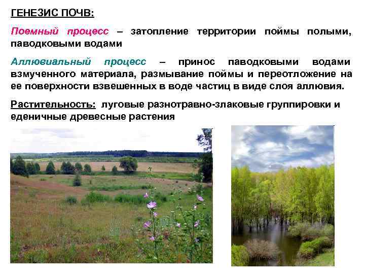 ГЕНЕЗИС ПОЧВ: Поемный процесс – затопление территории поймы полыми, паводковыми водами Аллювиальный процесс –