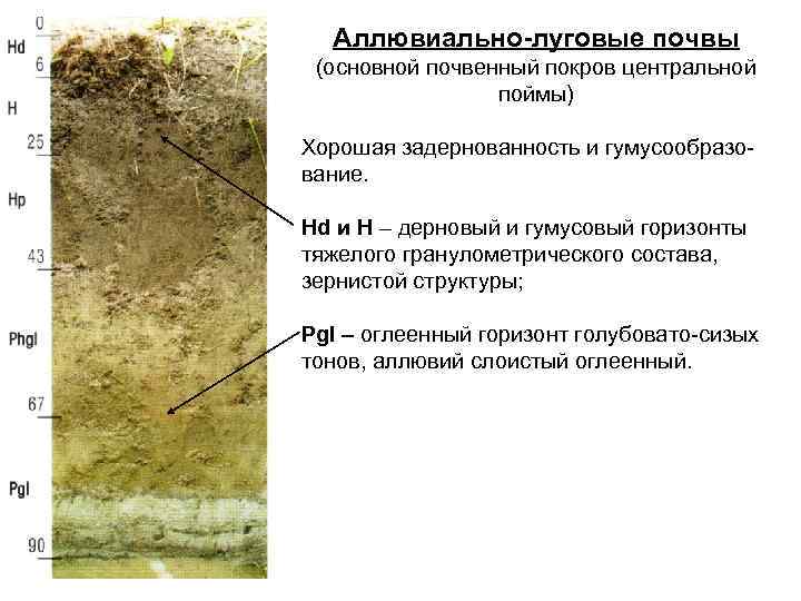  Аллювиально-луговые почвы (основной почвенный покров центральной   поймы) Хорошая задернованность и гумусообразо-