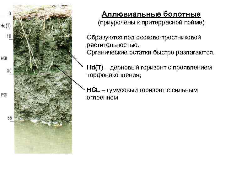   Аллювиальные болотные  (приурочены к притеррасной пойме) Образуются под осоково-тростниковой растительностью. Органические