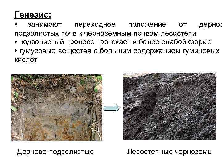 Генезис:  • занимают переходное  положение от  дернов подзолистых почв к черноземным