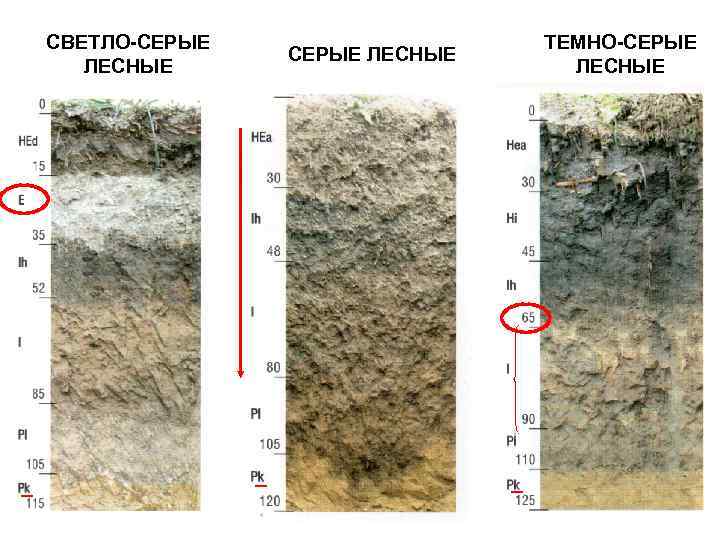 СВЕТЛО-СЕРЫЕ   ТЕМНО-СЕРЫЕ    СЕРЫЕ ЛЕСНЫЕ    ЛЕСНЫЕ 