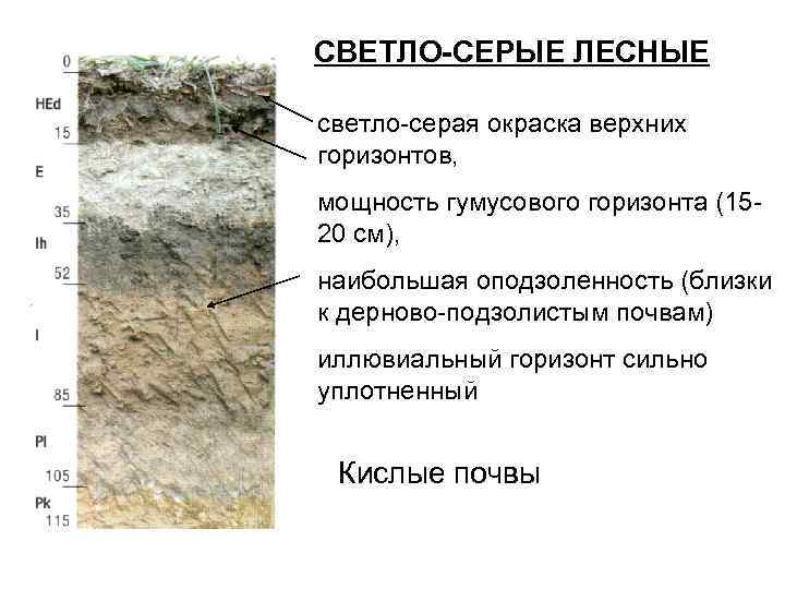 СВЕТЛО-СЕРЫЕ ЛЕСНЫЕ светло-серая окраска верхних горизонтов, мощность гумусового горизонта (15 - 20 см), наибольшая