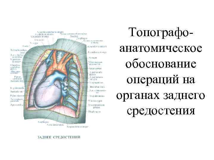  Топографо- анатомическое обоснование  операций на органах заднего  средостения 