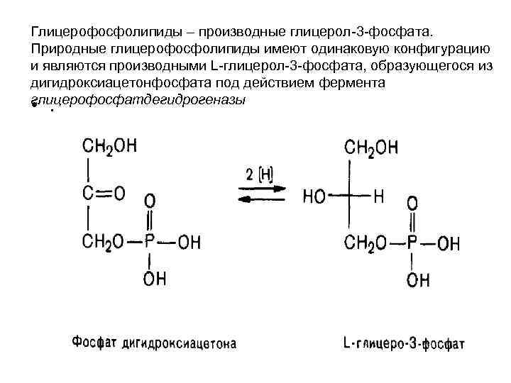 Глицерофосфолипиды – производные глицерол-3 -фосфата. Природные глицерофосфолипиды имеют одинаковую конфигурацию и являются производными L-глицерол-3 Глицерофосфолипиды – производные глицерол-3 -фосфата. Природные глицерофосфолипиды имеют одинаковую конфигурацию и являются производными L-глицерол-3