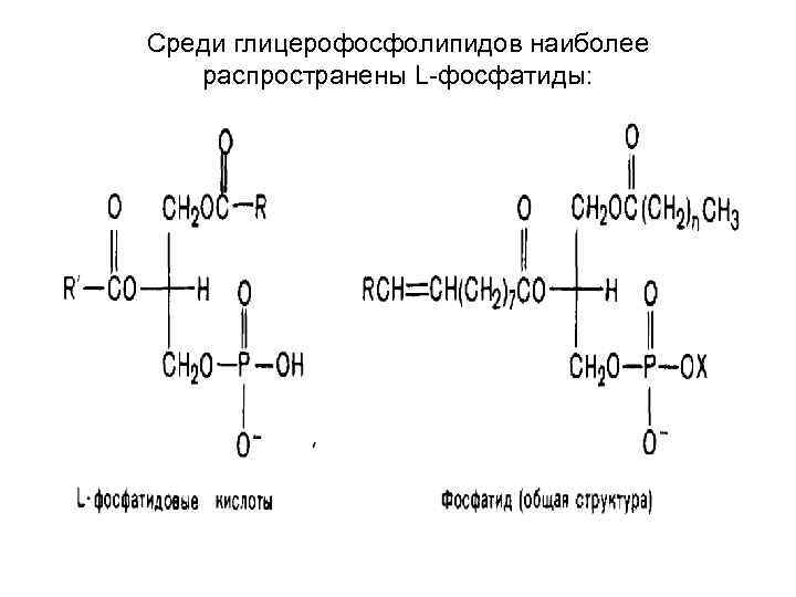 Среди глицерофосфолипидов наиболее распространены L-фосфатиды: Среди глицерофосфолипидов наиболее распространены L-фосфатиды:
