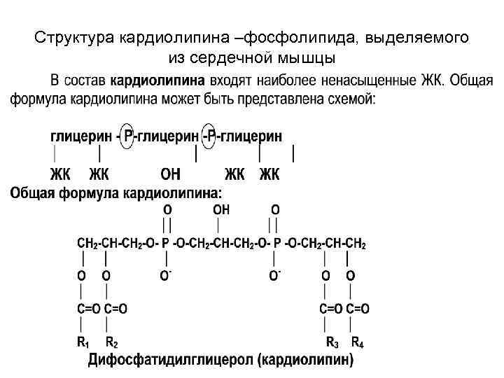 Структура кардиолипина –фосфолипида, выделяемого из сердечной мышцы Структура кардиолипина –фосфолипида, выделяемого из сердечной мышцы
