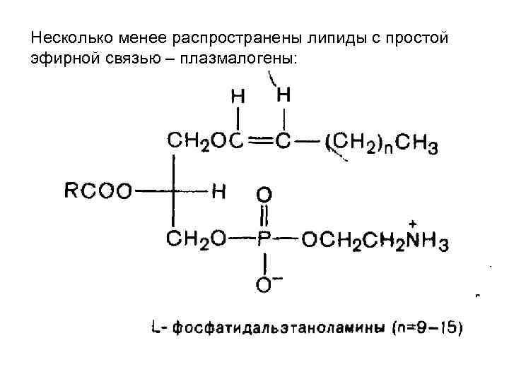 Несколько менее распространены липиды с простой эфирной связью – плазмалогены: Несколько менее распространены липиды с простой эфирной связью – плазмалогены: