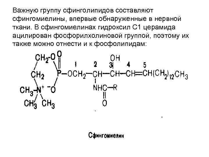 Важную группу сфинголипидов составляют сфингомиелины, впервые обнаруженные в нервной ткани. В сфингомиелинах гидроксил С Важную группу сфинголипидов составляют сфингомиелины, впервые обнаруженные в нервной ткани. В сфингомиелинах гидроксил С
