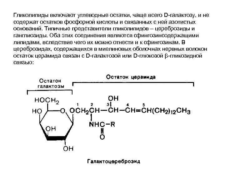 Гликолипиды включают углеводные остатки, чаще всего D-галактозу, и не содержат остатков фосфорной кислоты и Гликолипиды включают углеводные остатки, чаще всего D-галактозу, и не содержат остатков фосфорной кислоты и