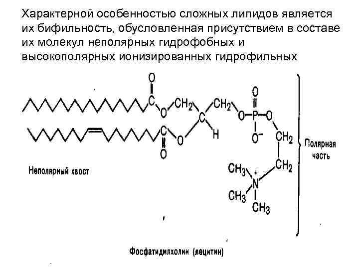 Характерной особенностью сложных липидов является их бифильность, обусловленная присутствием в составе их молекул неполярных Характерной особенностью сложных липидов является их бифильность, обусловленная присутствием в составе их молекул неполярных
