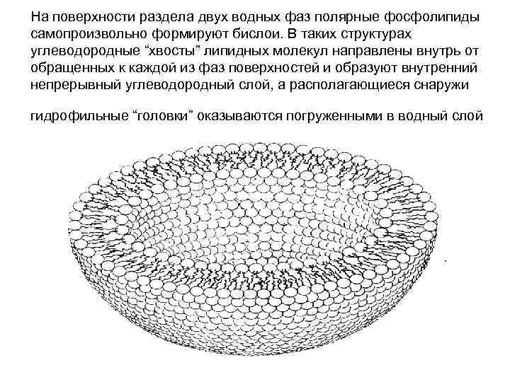 На поверхности раздела двух водных фаз полярные фосфолипиды самопроизвольно формируют бислои. В таких структурах На поверхности раздела двух водных фаз полярные фосфолипиды самопроизвольно формируют бислои. В таких структурах